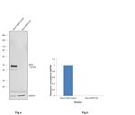 SKP2 Antibody in Western Blot (WB)