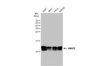 SNRPE Antibody in Western Blot (WB)