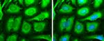 SOS1 Antibody in Immunocytochemistry (ICC/IF)