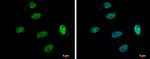 SP1 Antibody in Immunocytochemistry (ICC/IF)