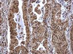 SP1 Antibody in Immunohistochemistry (Paraffin) (IHC (P))