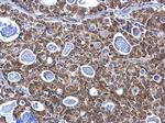 SP1 Antibody in Immunohistochemistry (Paraffin) (IHC (P))