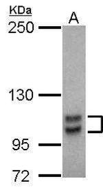 SP1 Antibody in Western Blot (WB)