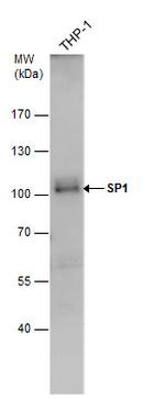 SP1 Antibody in Western Blot (WB)