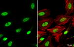 SP3 Antibody in Immunocytochemistry (ICC/IF)