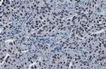 SP3 Antibody in Immunohistochemistry (Paraffin) (IHC (P))