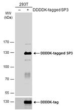 SP3 Antibody in Western Blot (WB)