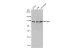 SP3 Antibody in Western Blot (WB)