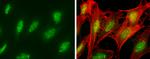 SP100 Antibody in Immunocytochemistry (ICC/IF)