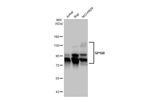 SP100 Antibody in Western Blot (WB)