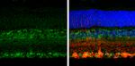 SPARC Antibody in Immunohistochemistry (Paraffin) (IHC (P))