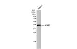 SPARC Antibody in Western Blot (WB)