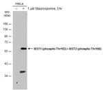 Phospho-MST1/MST2 (Thr183, Thr180) Antibody in Western Blot (WB)