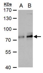 TCF3 Antibody in Western Blot (WB)