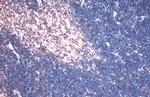 TCF7 Antibody in Immunohistochemistry (Paraffin) (IHC (P))