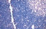 TCF7 Antibody in Immunohistochemistry (Paraffin) (IHC (P))