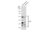 TCF7 Antibody in Western Blot (WB)