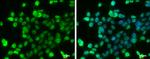 Phospho-p53 (Ser46) Antibody in Immunocytochemistry (ICC/IF)