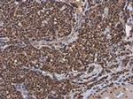 UBC9 Antibody in Immunohistochemistry (Paraffin) (IHC (P))