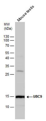 UBC9 Antibody in Western Blot (WB)