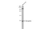 Uteroglobin Antibody in Western Blot (WB)