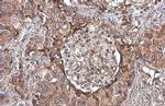 Uteroglobin Antibody in Immunohistochemistry (Paraffin) (IHC (P))