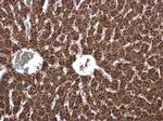 UQCRB Antibody in Immunohistochemistry (Paraffin) (IHC (P))