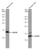 UQCRB Antibody in Western Blot (WB)