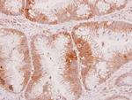 WNT8A Antibody in Immunohistochemistry (Paraffin) (IHC (P))