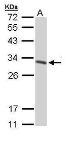 14-3-3 gamma Antibody in Western Blot (WB)