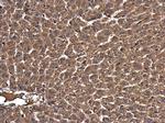 RAB7A Antibody in Immunohistochemistry (Paraffin) (IHC (P))