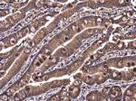 RAB7A Antibody in Immunohistochemistry (Paraffin) (IHC (P))