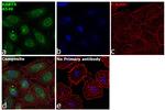 RAB7A Antibody in Immunocytochemistry (ICC/IF)