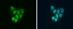 SLBP Antibody in Immunocytochemistry (ICC/IF)