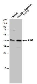 SLBP Antibody in Western Blot (WB)