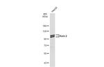 AXIN2 Antibody in Western Blot (WB)