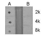 H3R2me2a Antibody in Dot Blot (DB)