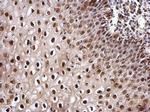 Cullin 4B Antibody in Immunohistochemistry (Paraffin) (IHC (P))