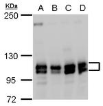 Cullin 4B Antibody in Western Blot (WB)