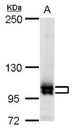 Cullin 4B Antibody in Western Blot (WB)