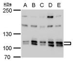 Cullin 4B Antibody in Western Blot (WB)