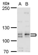 Cullin 4B Antibody in Western Blot (WB)