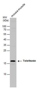 TCAP Antibody in Western Blot (WB)