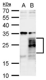 FGF18 Antibody in Western Blot (WB)