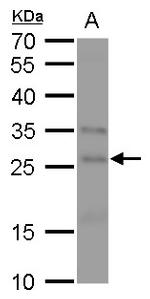 FGF18 Antibody in Western Blot (WB)