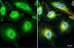 PER2 Antibody in Immunocytochemistry (ICC/IF)