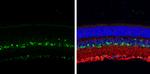 PER2 Antibody in Immunohistochemistry (Paraffin) (IHC (P))