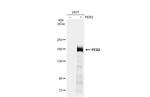 PER2 Antibody in Western Blot (WB)