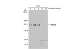 PER2 Antibody in Western Blot (WB)