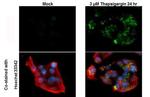 Phospho-SQSTM1 (Ser403) Antibody in Immunocytochemistry (ICC/IF)